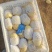 鲜土豆荷兰十五土豆三模土豆大量上市中，有需要的联系我，