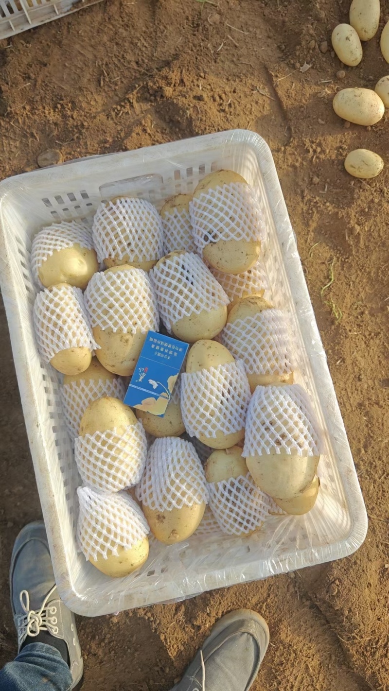 鲜土豆荷兰十五土豆三模土豆大量上市中，有需要的联系我，