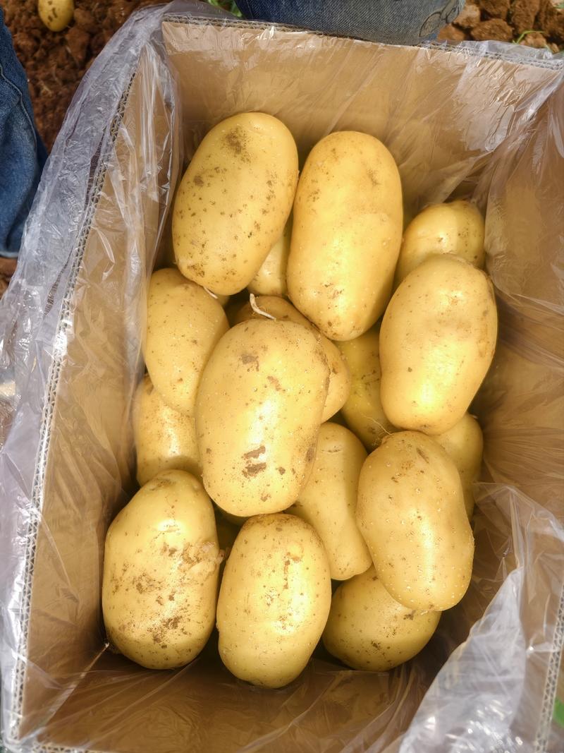鲜土豆荷兰十五土豆三模土豆大量上市中，有需要的联系我，