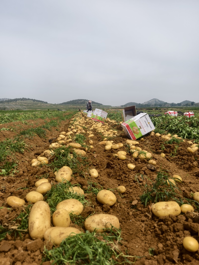 鲜土豆荷兰十五土豆三模土豆大量上市中，有需要的联系我，