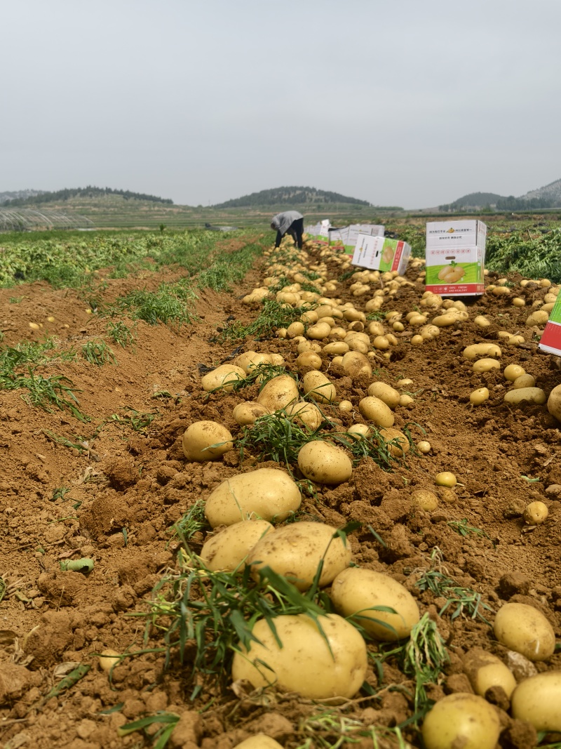 鲜土豆荷兰十五土豆三模土豆大量上市中，有需要的联系我，