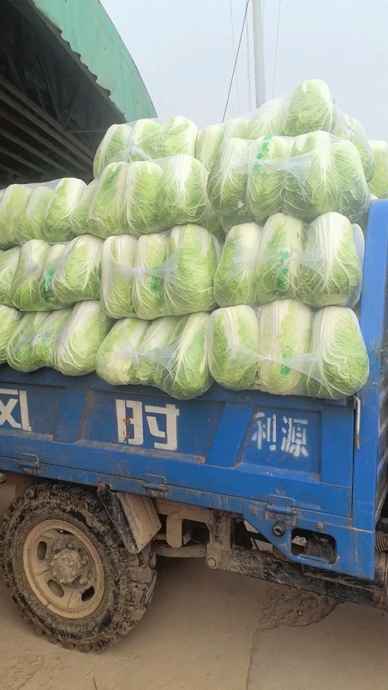 黄心菜山东泰安肥城黄心大白菜大量供应中有需要的联系我