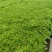 婆婆纳婆婆纳基地青州草花基地品种齐全