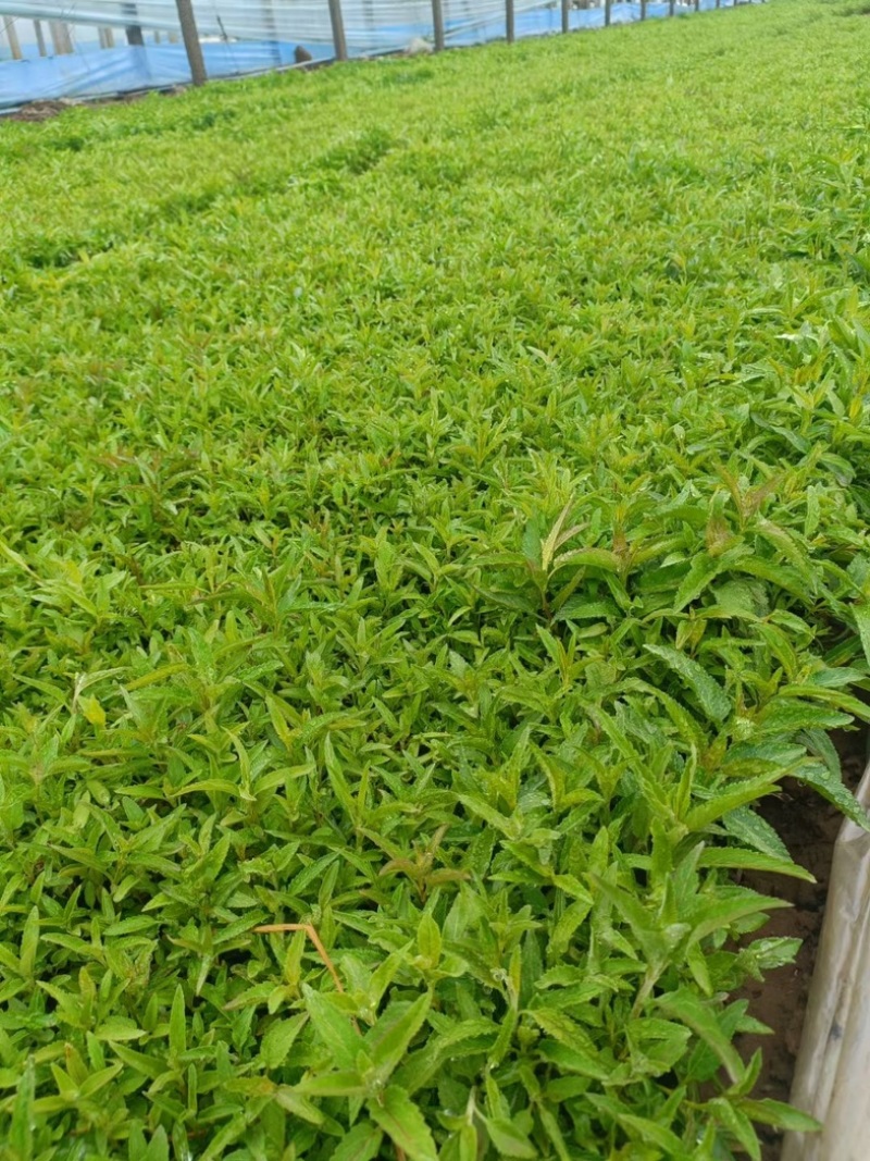 婆婆纳婆婆纳基地青州草花基地品种齐全