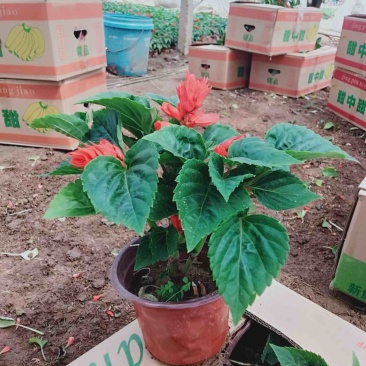 一串红一串红草花时令草花基地青州草花专业供货商