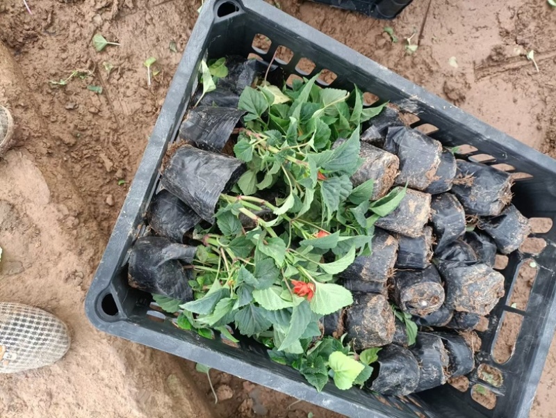 一串红一串红草花时令草花基地青州草花专业供货商
