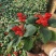 一串红一串红草花时令草花基地青州草花专业供货商