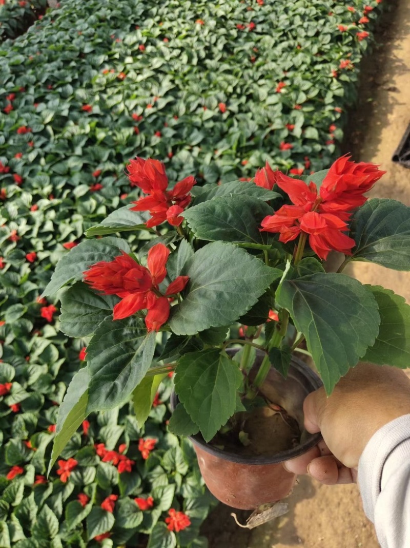 一串红一串红草花时令草花基地青州草花专业供货商