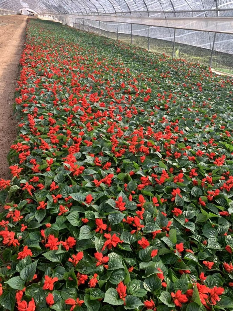 一串红一串红草花时令草花基地青州草花专业供货商