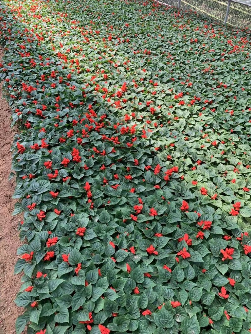 一串红一串红草花时令草花基地青州草花专业供货商