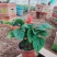 一串红一串红草花时令草花基地青州草花专业供货商