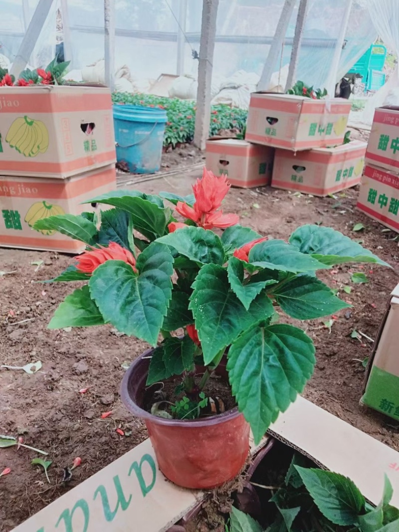 一串红一串红草花时令草花基地青州草花专业供货商