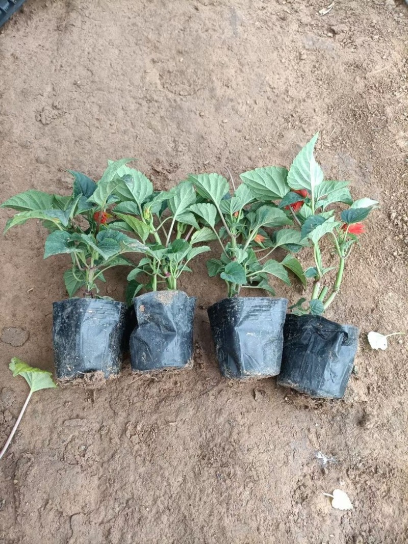 一串红一串红草花时令草花基地青州草花专业供货商