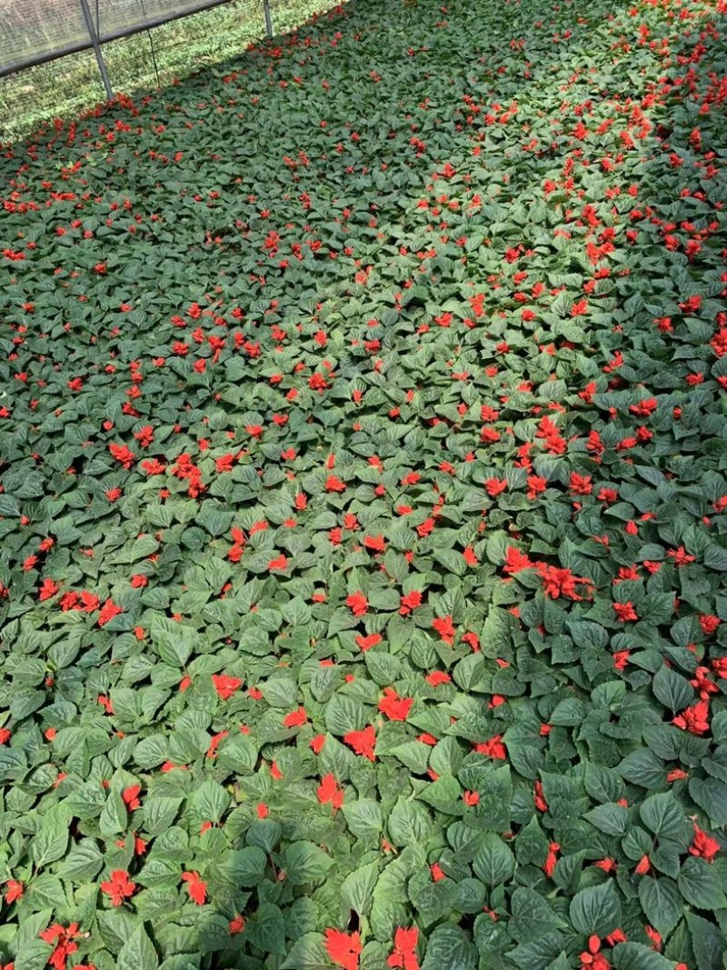 一串红一串红草花时令草花基地青州草花专业供货商