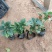 一串红一串红草花时令草花基地青州草花专业供货商