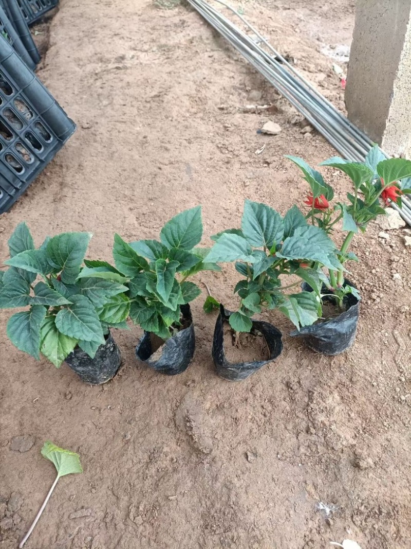 一串红一串红草花时令草花基地青州草花专业供货商