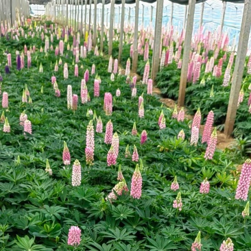 鲁冰花基地大量供应优质鲁冰花绿化工程首先鲁冰花