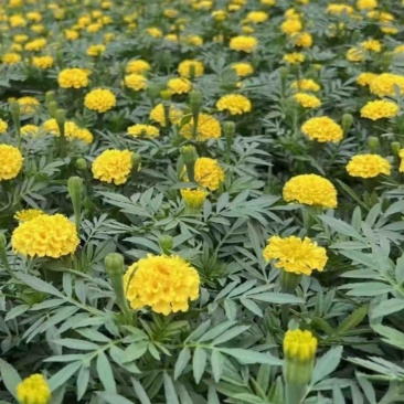 万寿菊山东草花基地直发万寿菊万寿菊规格齐全量大从优