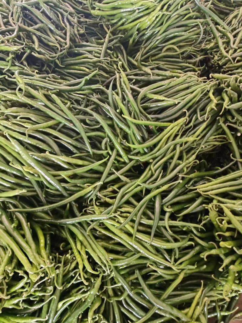 精品螺丝椒，线椒，尖椒。麻辣，杭椒，辣妹子，青椒大量上市
