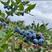 基地直发一件代发云南高原露天新鲜绿宝石蓝莓高端孕妇水果脆甜