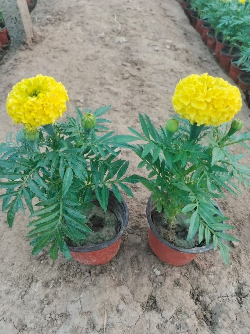 万寿菊山东草花基地直发万寿菊万寿菊规格齐全量大从优