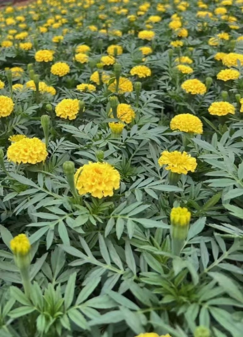 万寿菊山东草花基地直发万寿菊万寿菊规格齐全量大从优