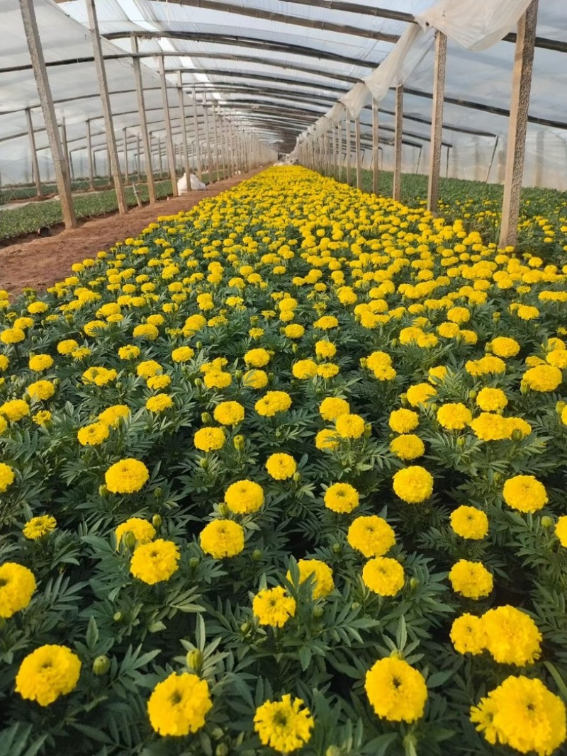 万寿菊山东草花基地直发万寿菊万寿菊规格齐全量大从优