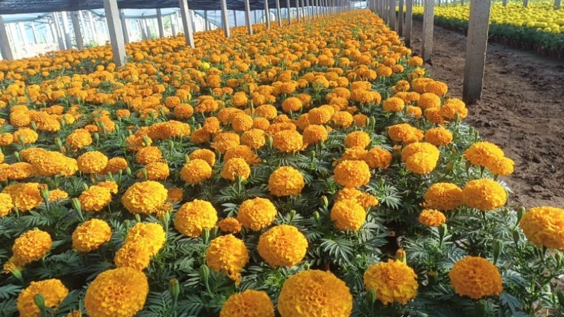 万寿菊山东草花基地直发万寿菊万寿菊规格齐全量大从优
