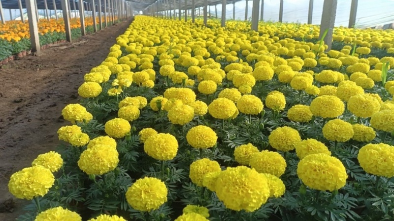 万寿菊山东草花基地直发万寿菊万寿菊规格齐全量大从优