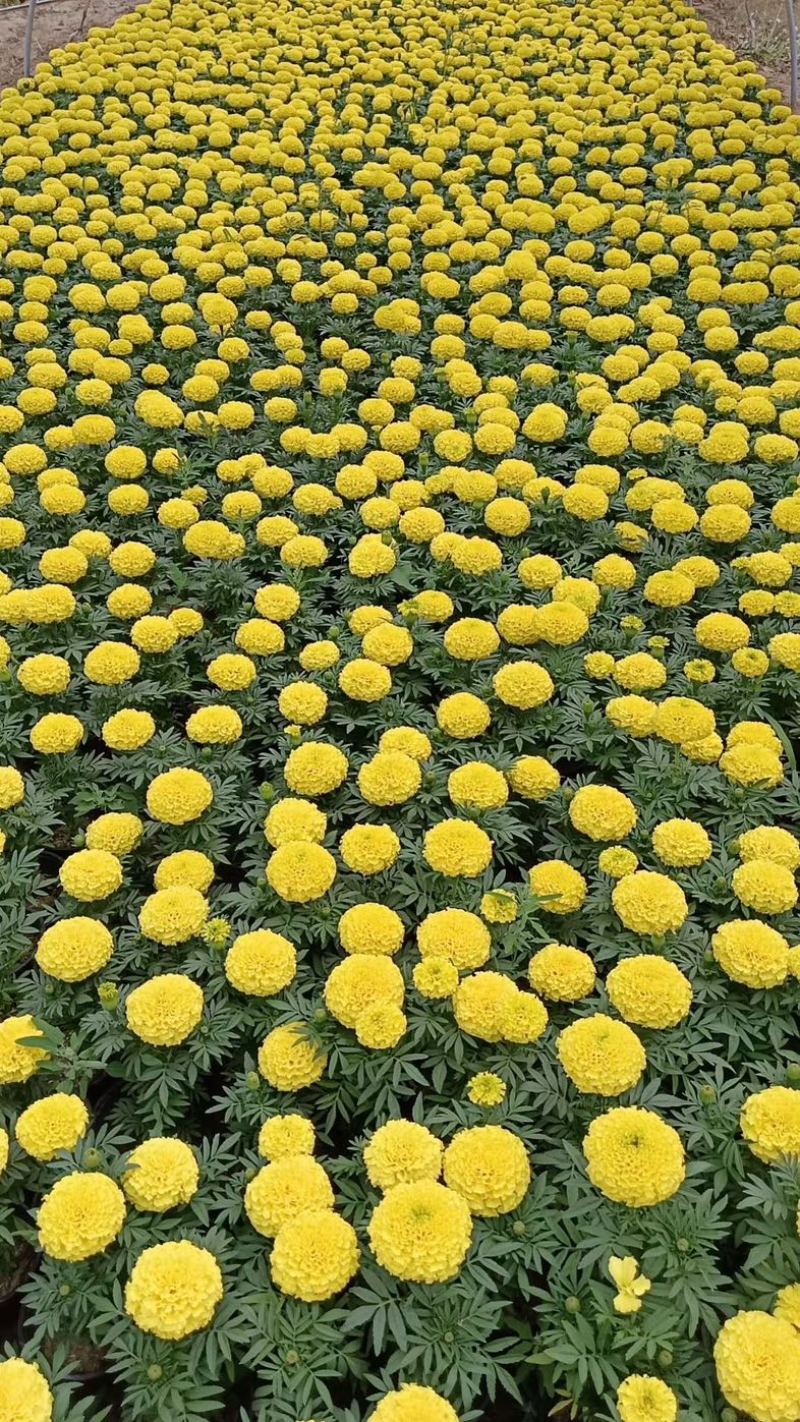 万寿菊山东草花基地直发万寿菊万寿菊规格齐全量大从优