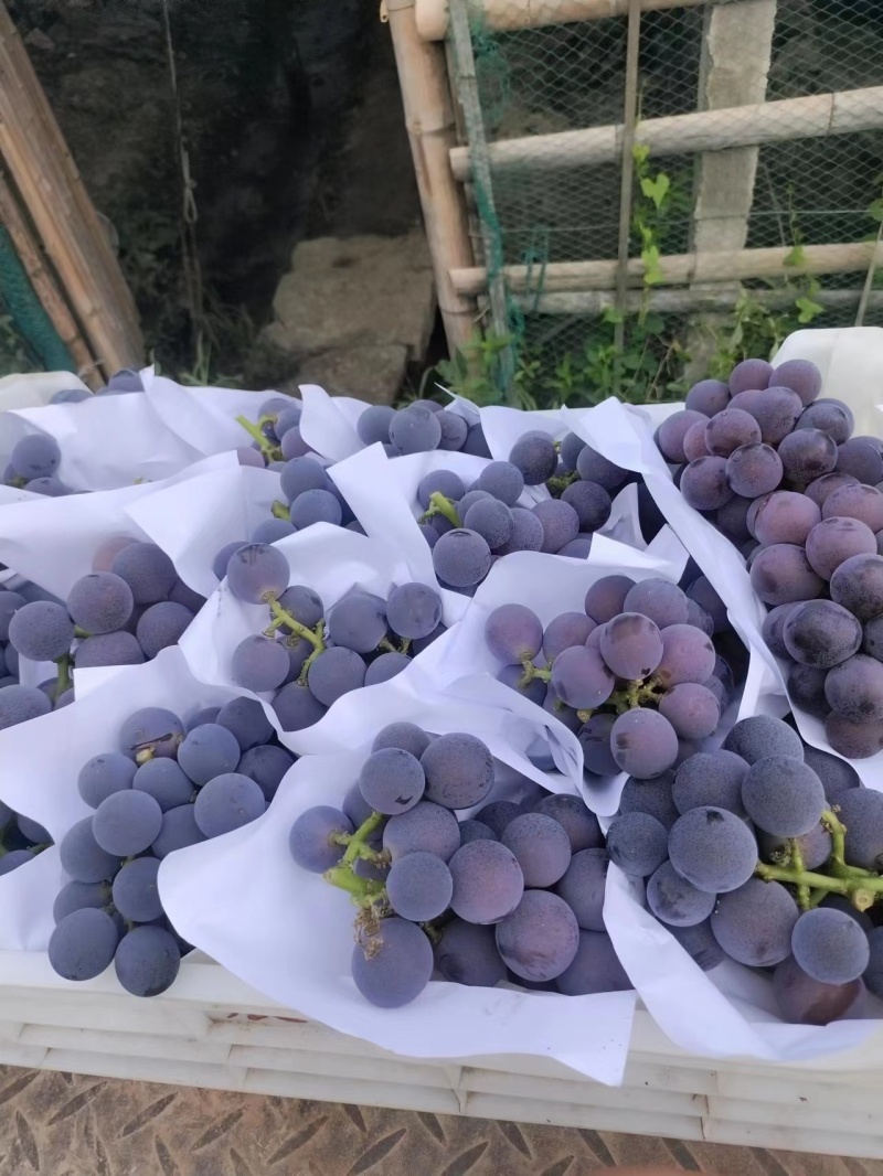 浙江慈溪巨峰葡萄夏黑甬优精品葡萄，杭州湾万亩基地掌起