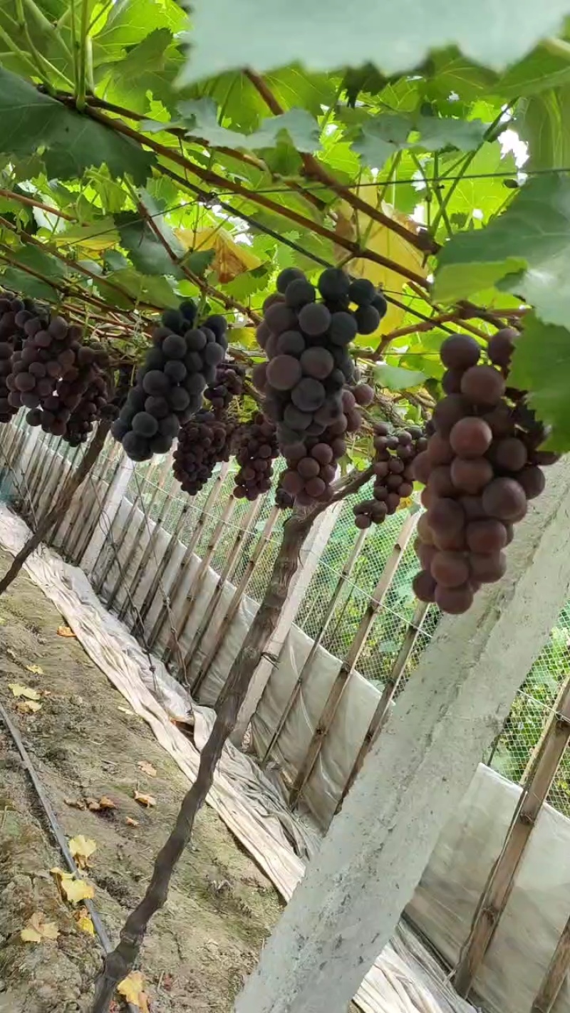 浙江慈溪巨峰葡萄夏黑甬优精品葡萄，杭州湾万亩基地掌起