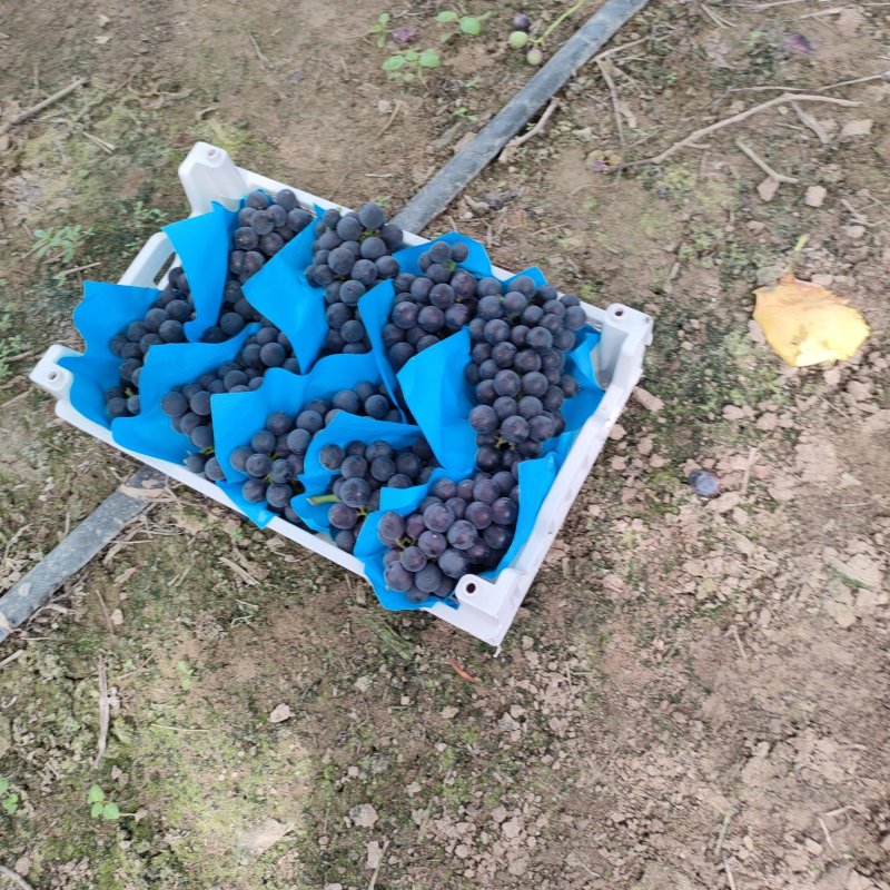 浙江慈溪巨峰葡萄夏黑甬优精品葡萄，杭州湾万亩基地掌起