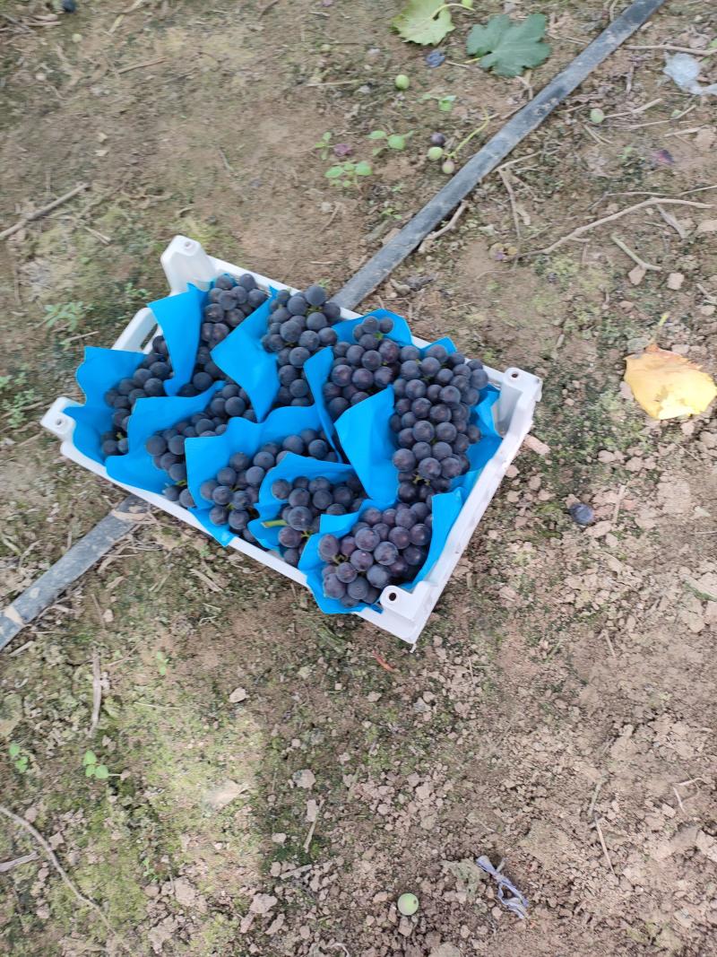 浙江慈溪巨峰葡萄夏黑甬优精品葡萄，杭州湾万亩基地掌起