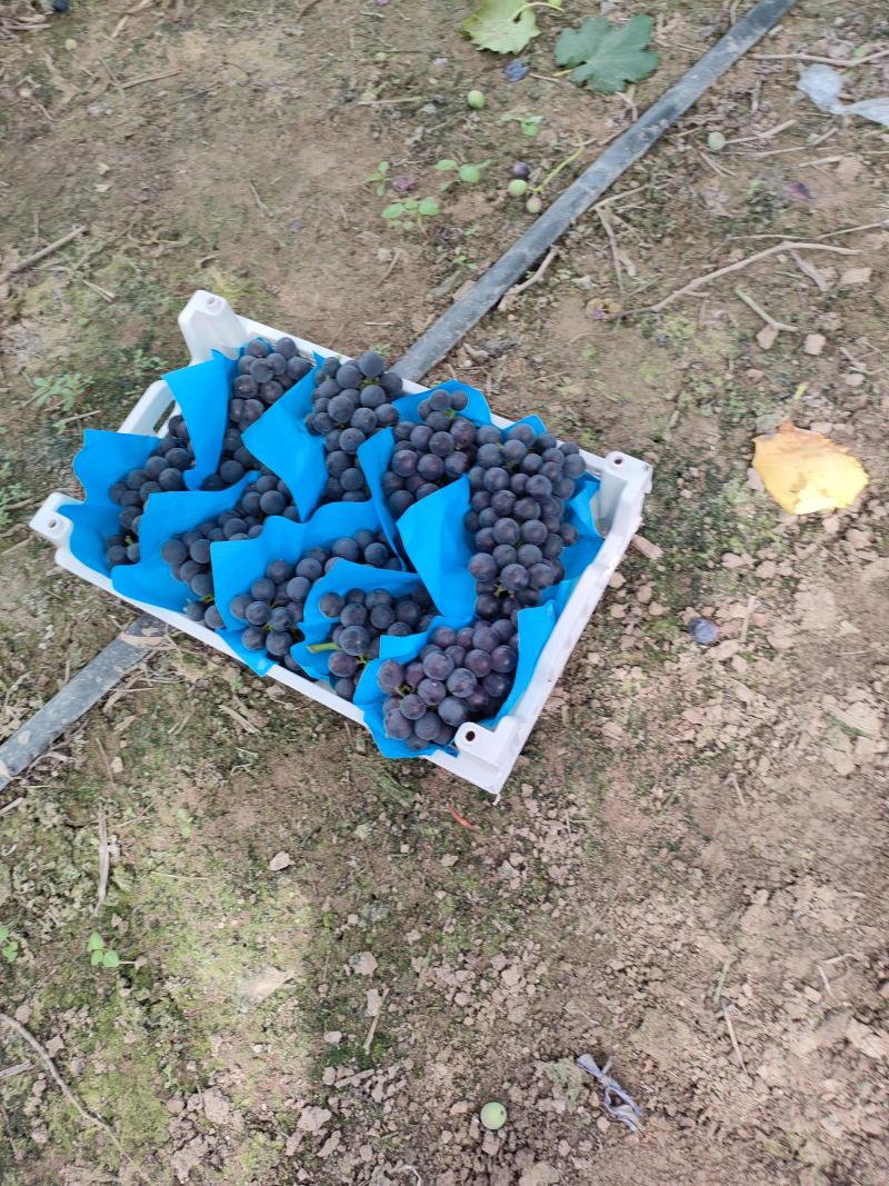浙江慈溪巨峰葡萄夏黑甬优精品葡萄，杭州湾万亩基地掌起