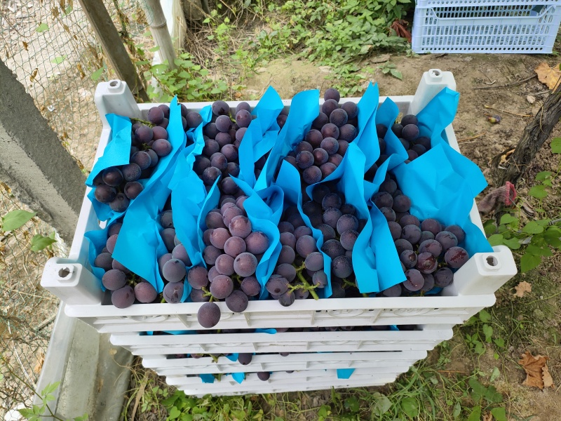 浙江慈溪巨峰葡萄夏黑甬优精品葡萄，杭州湾万亩基地掌起