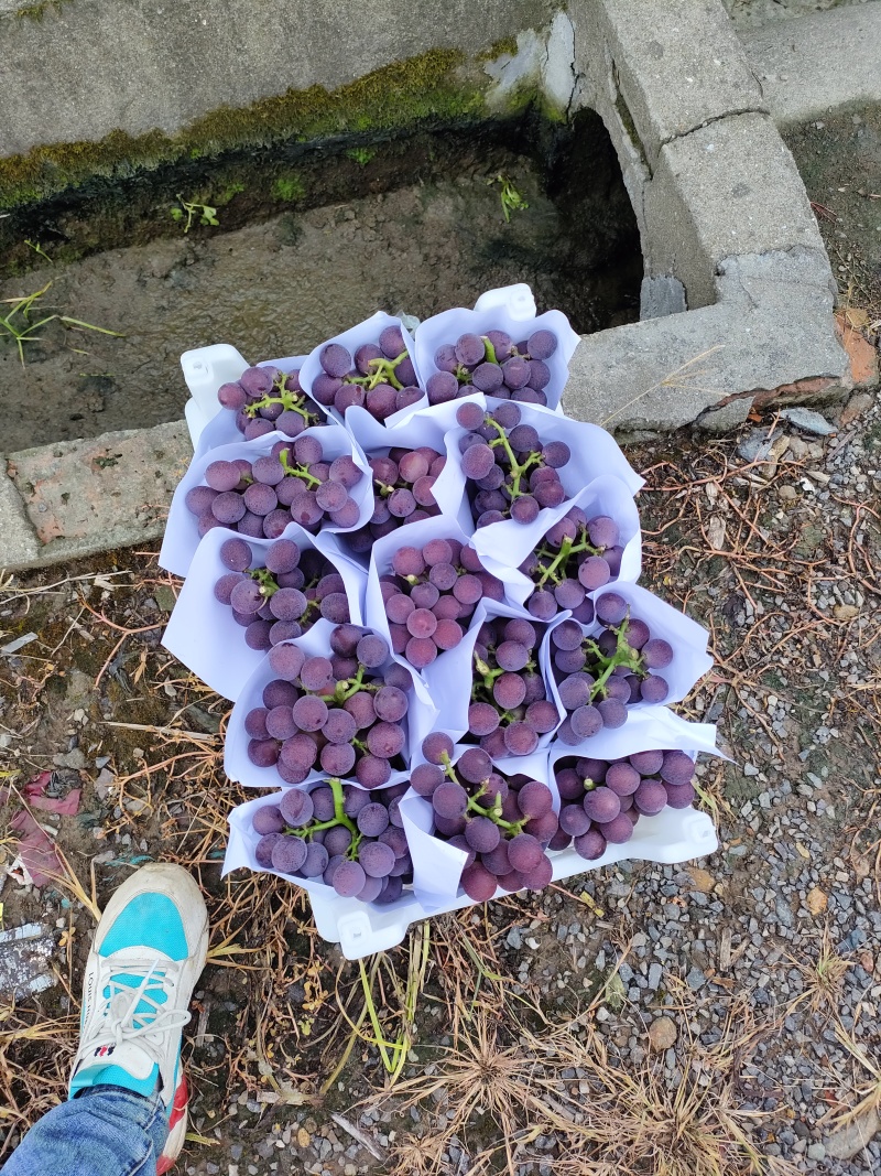 浙江慈溪巨峰葡萄夏黑甬优精品葡萄，杭州湾万亩基地掌起