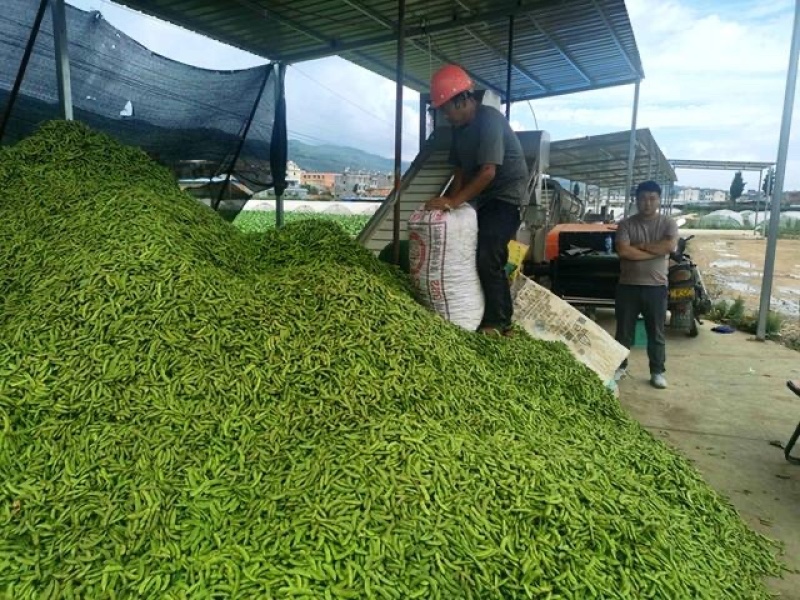 新鲜毛豆直销