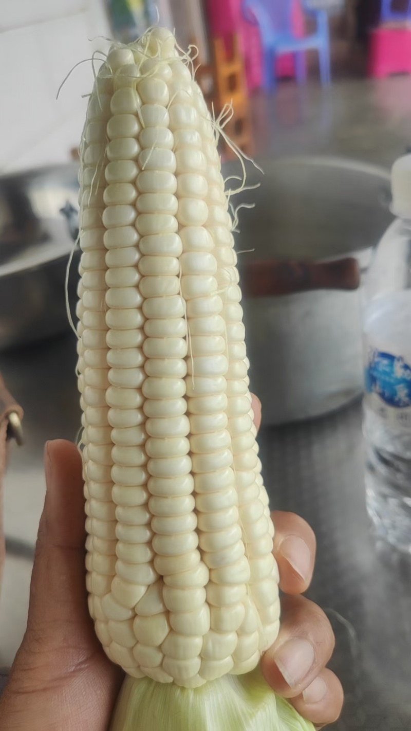 云南万糯玉米