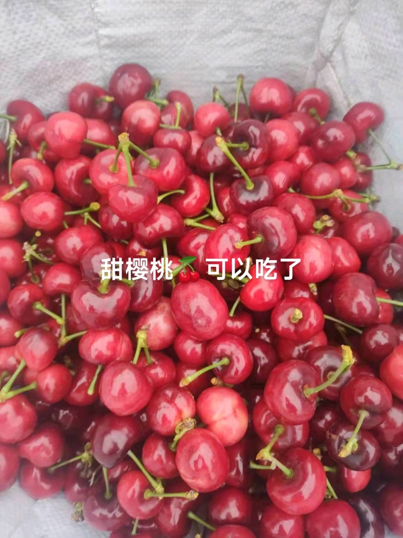 甜樱桃