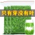 2024新茶雀舌茶叶湄潭翠芽明前级明前嫩芽高山云雾毛尖