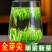 2024新茶雀舌茶叶湄潭翠芽明前级明前嫩芽高山云雾毛尖