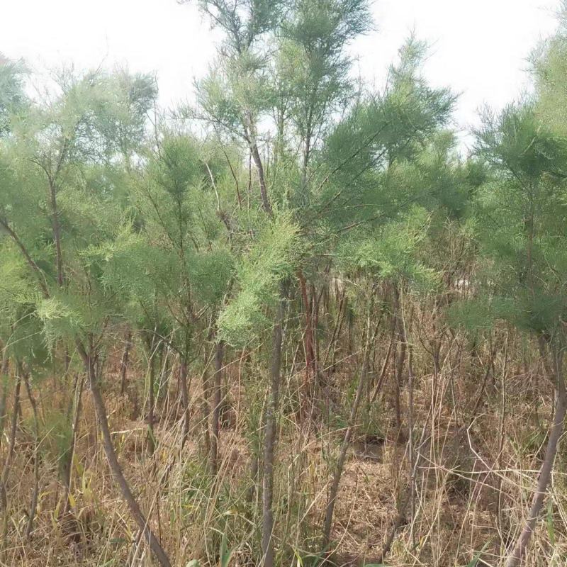 红柳柽柳3公分质量保证量大从优欢迎咨询