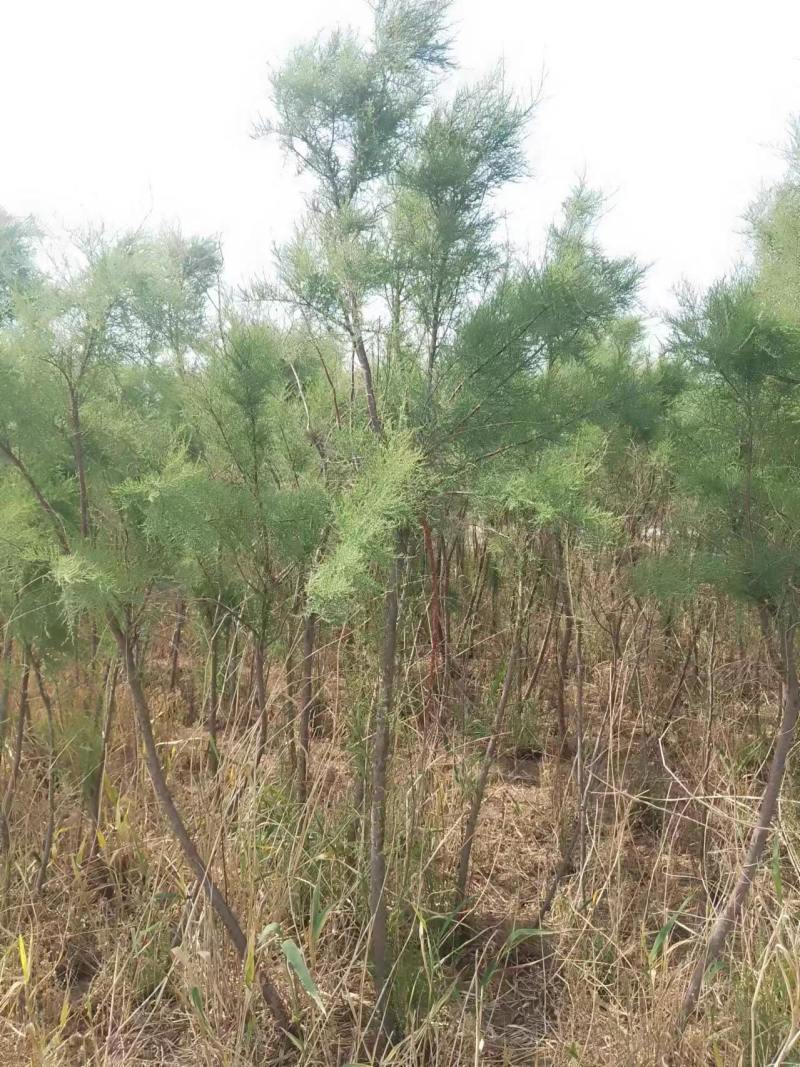 红柳柽柳3公分质量保证量大从优欢迎咨询