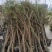 红柳柽柳3公分质量保证量大从优欢迎咨询