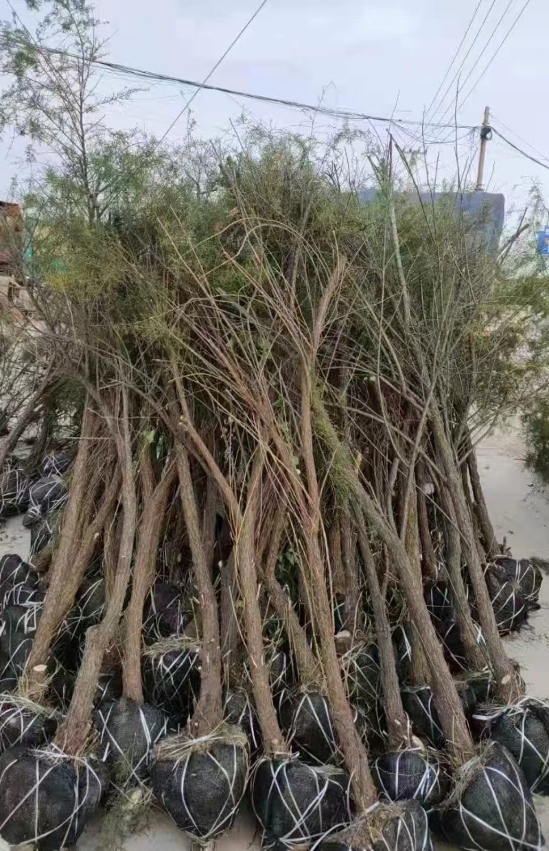 红柳柽柳3公分质量保证量大从优欢迎咨询