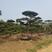 泰安造型松景观松绿化苗木