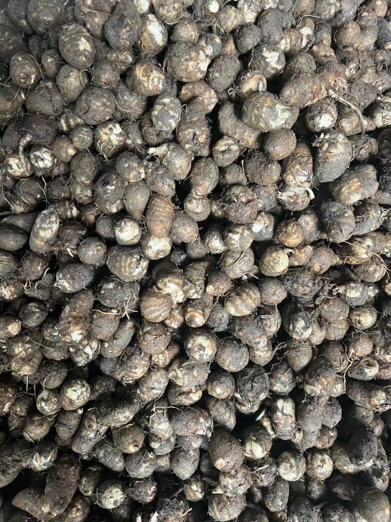福建，芋子新鲜，白芽芋头红芽芋毛芋电商产地直销