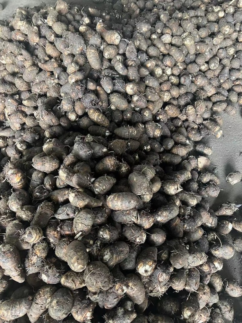 福建，芋子新鲜，白芽芋头红芽芋毛芋电商产地直销