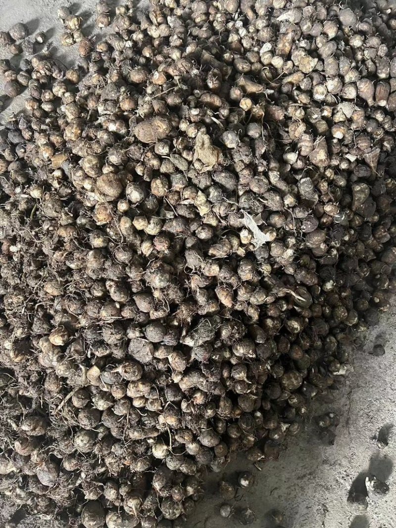 福建，芋子新鲜，白芽芋头红芽芋毛芋电商产地直销